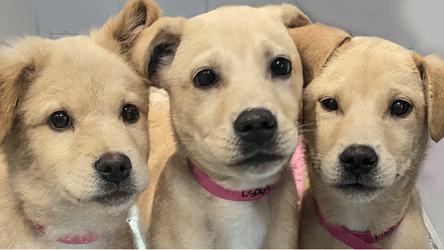 Rescued animals at 4LegCare Foundation